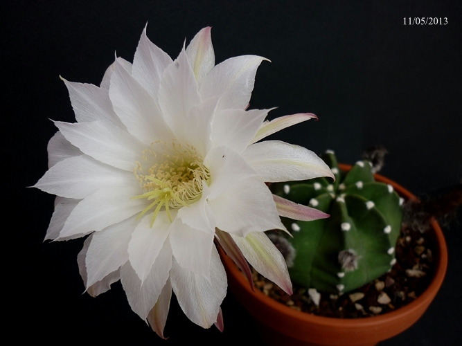 Echinopsis subdenudata 