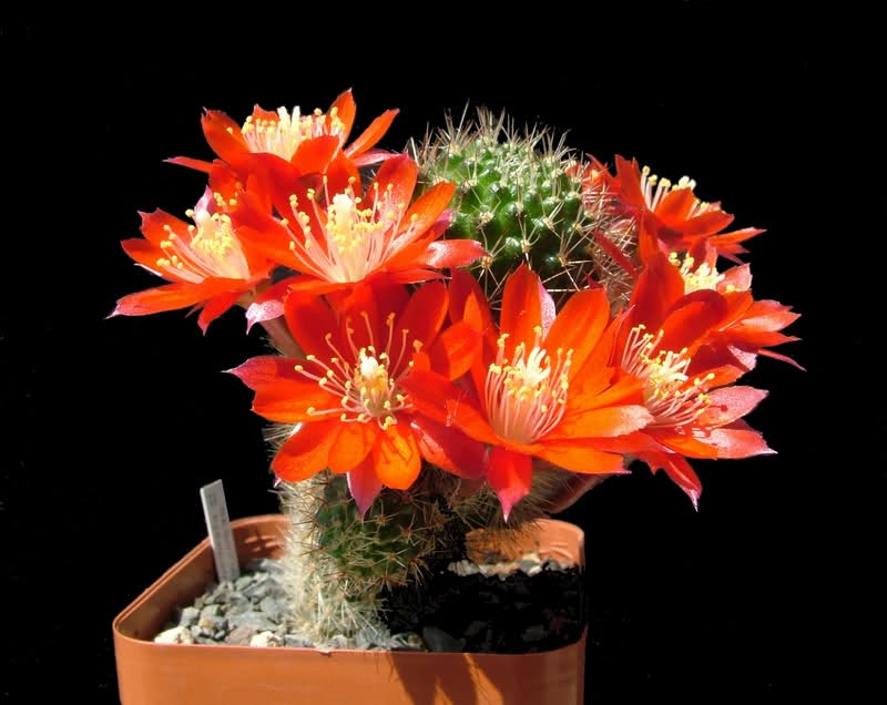 Rebutia pseudominuscula R11