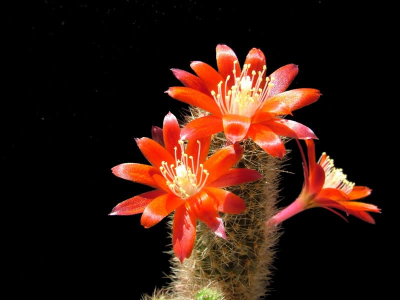 Rebutia fulviseta WR583