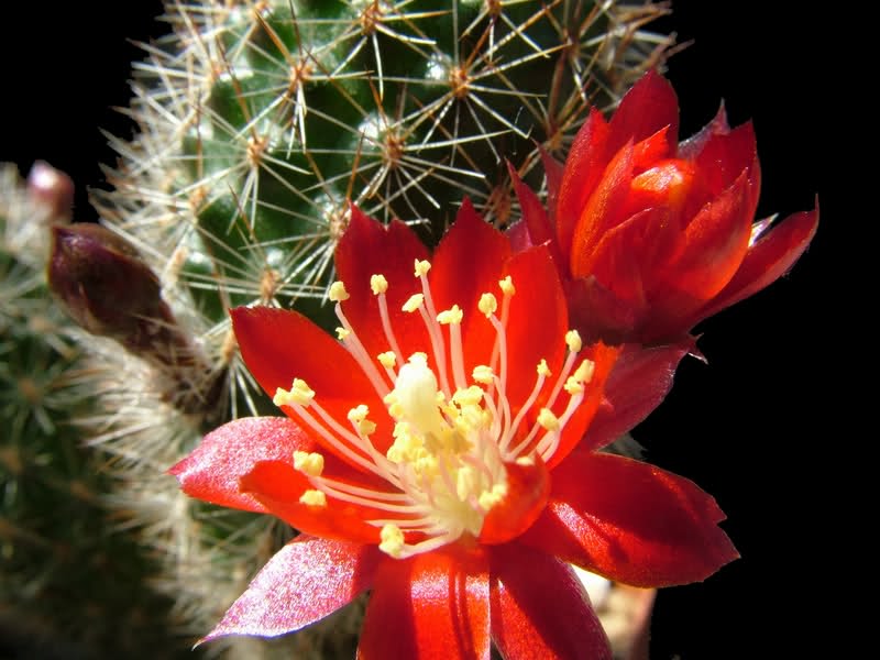 Rebutia pseudominuscula R11