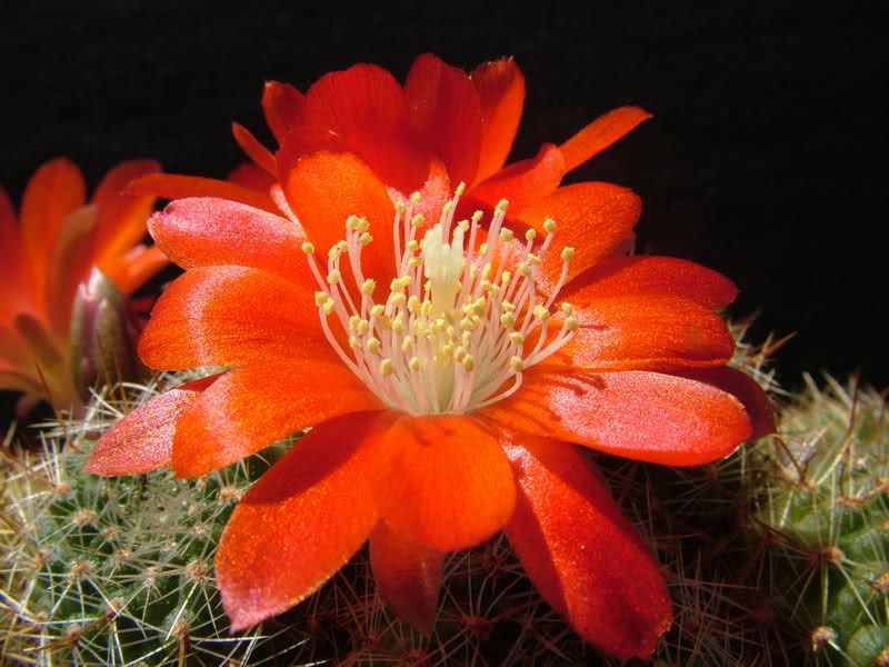 Rebutia poecilantha MG 1205.1