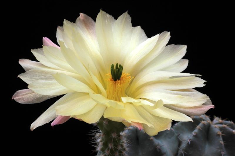 Echinocereus subinermis 