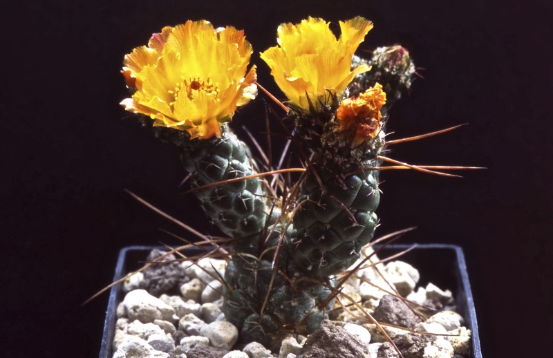 Tephrocactus weberi v. deminutus 