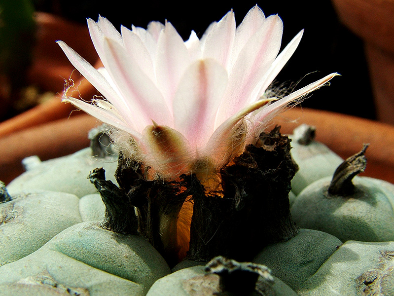 Lophophora williamsii 