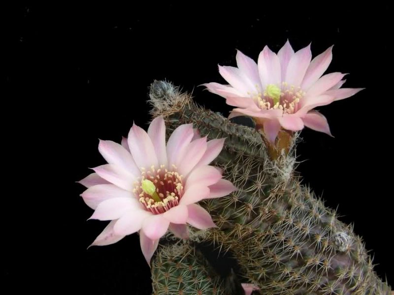 Rebutia pelzliana 