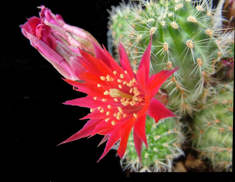 Rebutia steinmannii v. parvula 