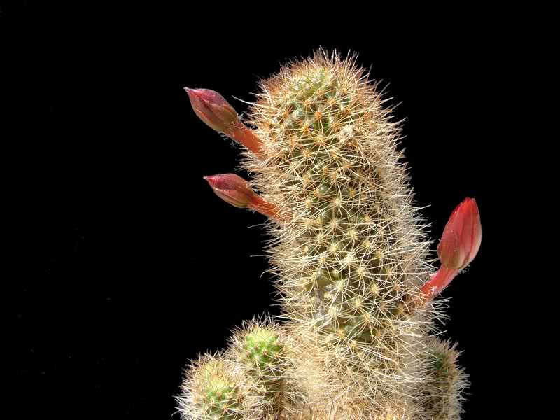 Rebutia fulviseta WR583