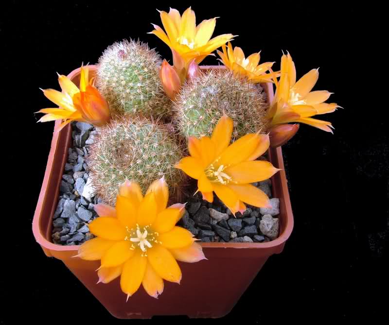 Rebutia walteri R784