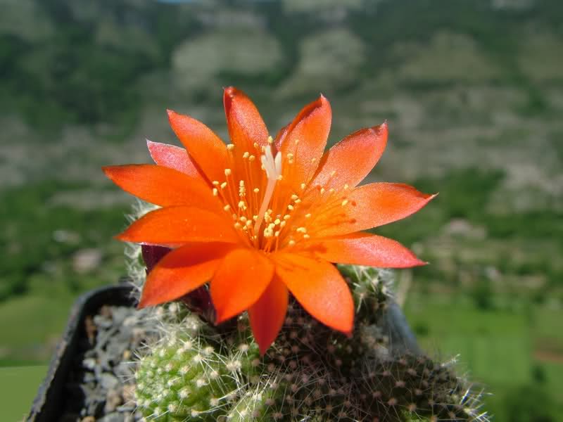 Rebutia krainziana J212