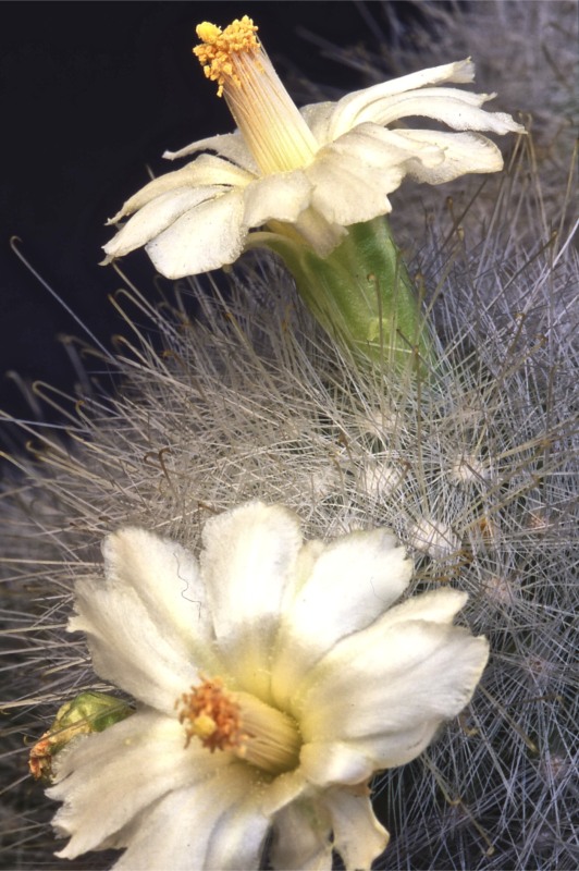 Mammillaria senilis 