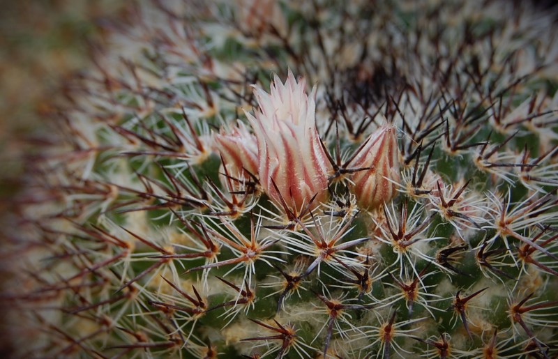 Mammillaria sp. Z 180