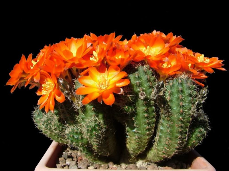 Rebutia steinmannii v. rauschii 