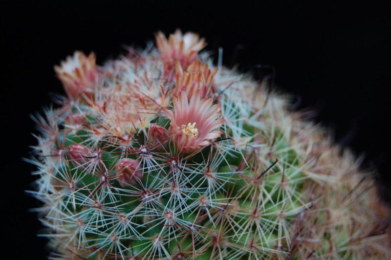 Mammillaria rettigiana 