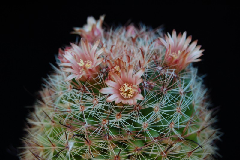 Mammillaria rettigiana 