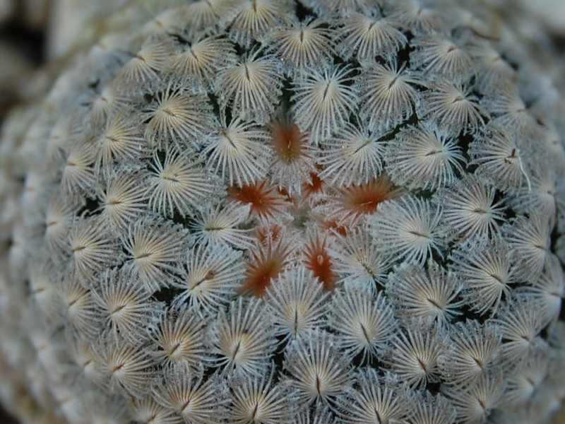 Mammillaria sanchez-mejoradae 