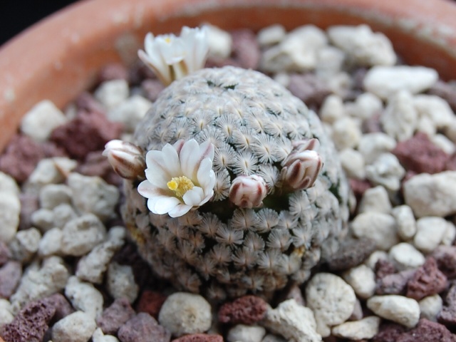 Mammillaria sanchez-mejoradae 