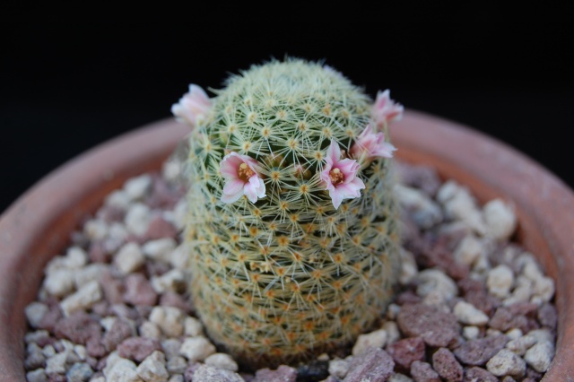 Mammillaria schiedeana ssp. giselae 