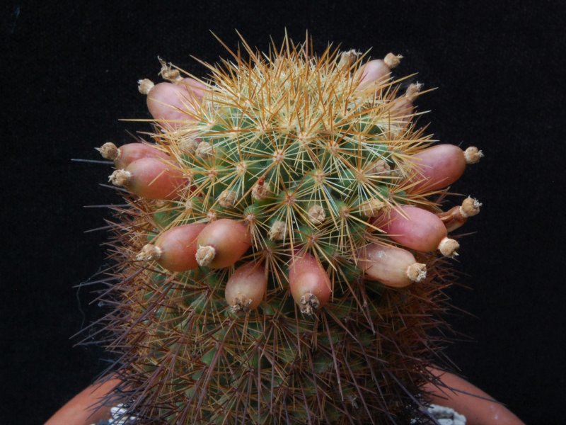 Mammillaria rekoi ssp. aureispina REP 939