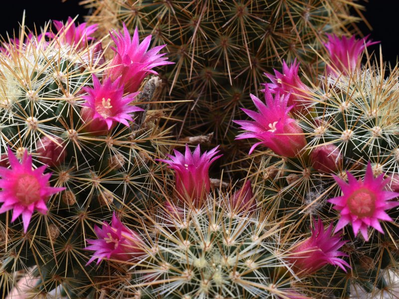 Mammillaria rekoi ssp. aureispina REP 939