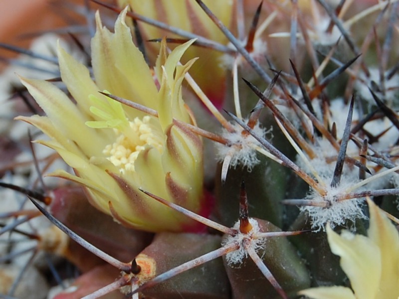 Mammillaria freudenbergeri 