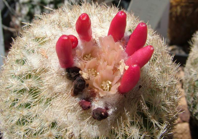 Epithelantha micromeris 