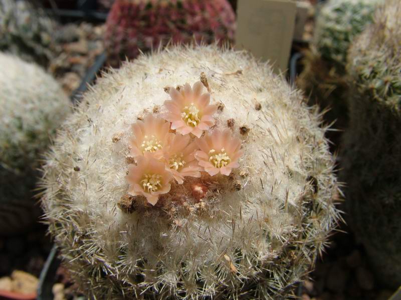 Epithelantha micromeris 