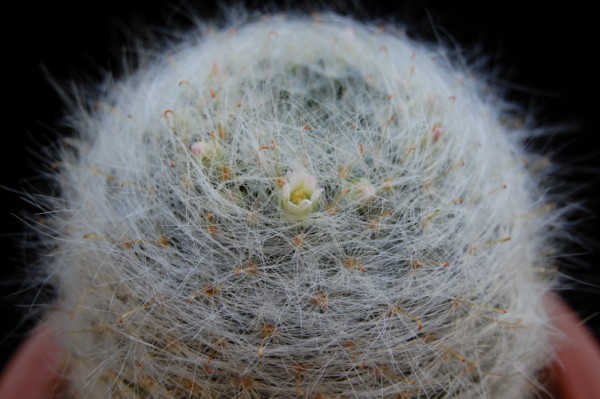 Mammillaria glassii v. siberiensis 