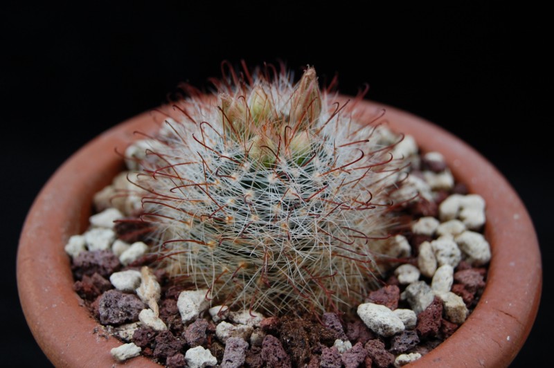 Mammillaria garessii 