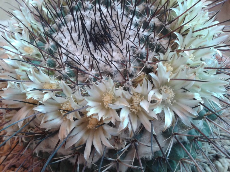 Mammillaria gigantea 