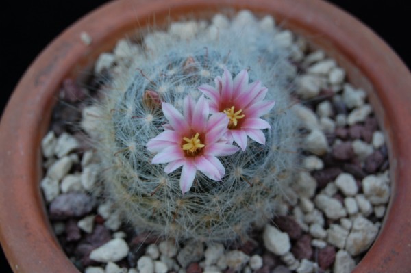 Mammillaria glassii ssp. ascensionis v. nominis dulcis 