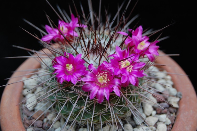 Mammillaria floresii ROG 230