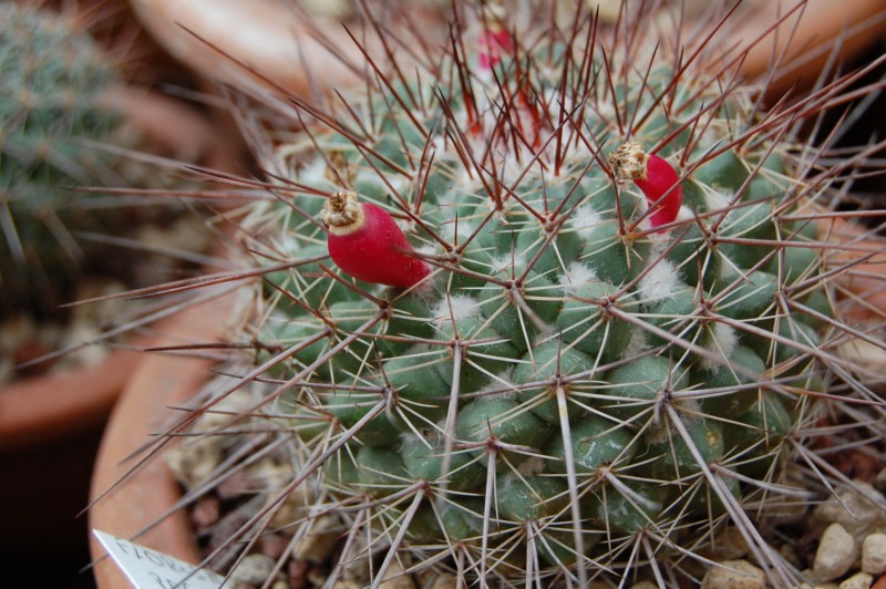 Mammillaria floresii ROG 230