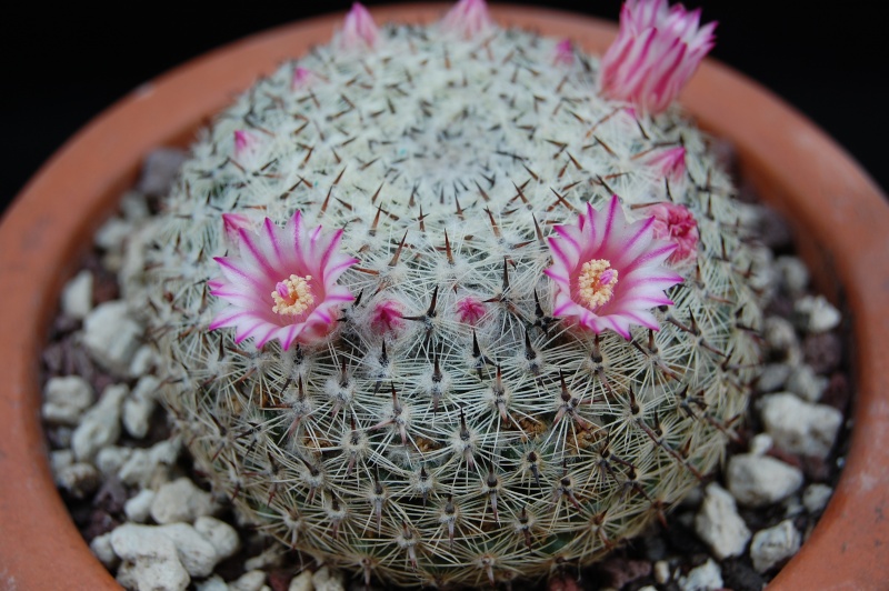 Mammillaria aff. formosa ROG 326