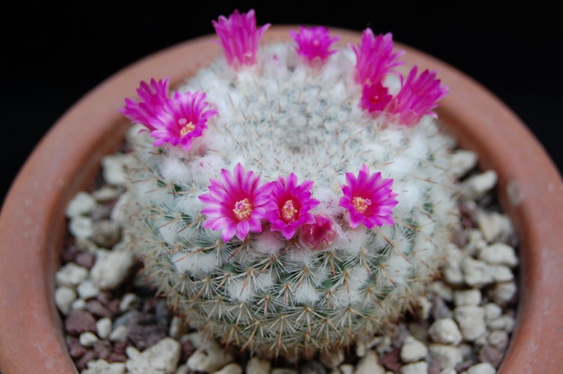 Mammillaria albata 