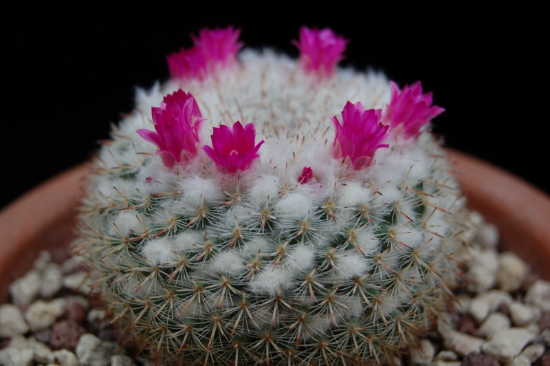 Mammillaria albata 