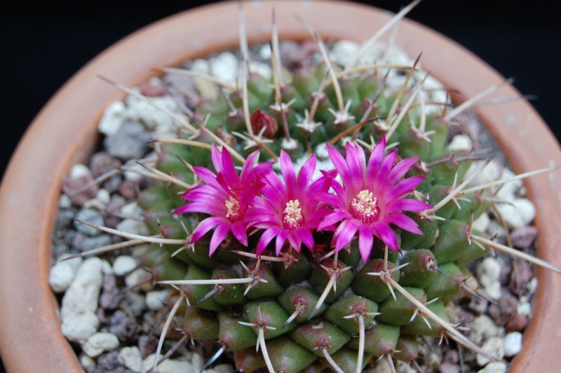 Mammillaria bucareliensis v. multiflora REP 355a