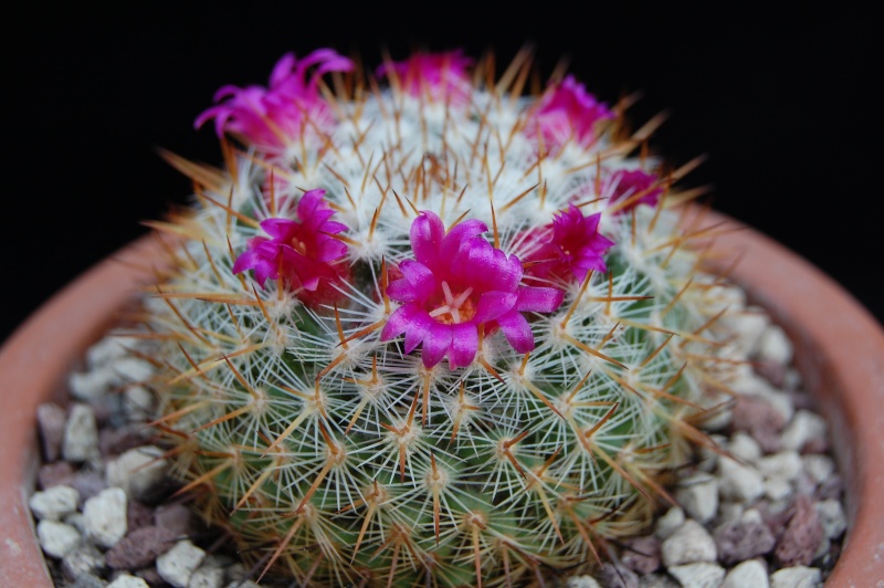 Mammillaria haageana ssp. acultzingensis ROG 257