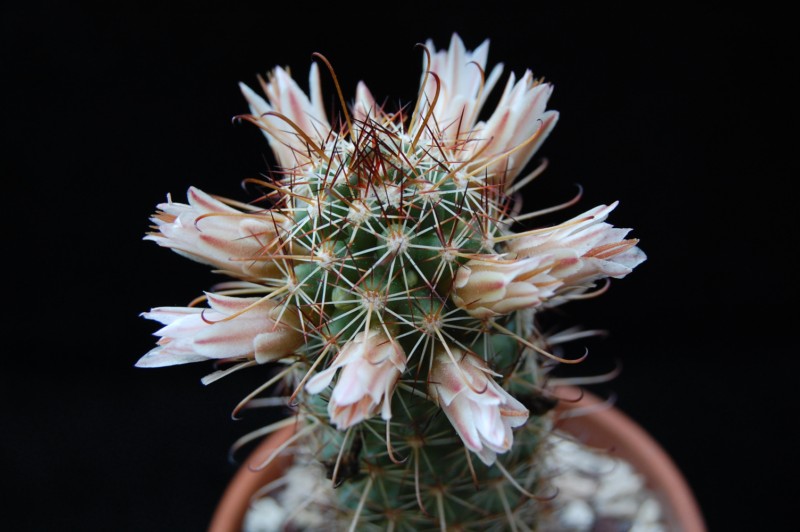 Mammillaria capensis 