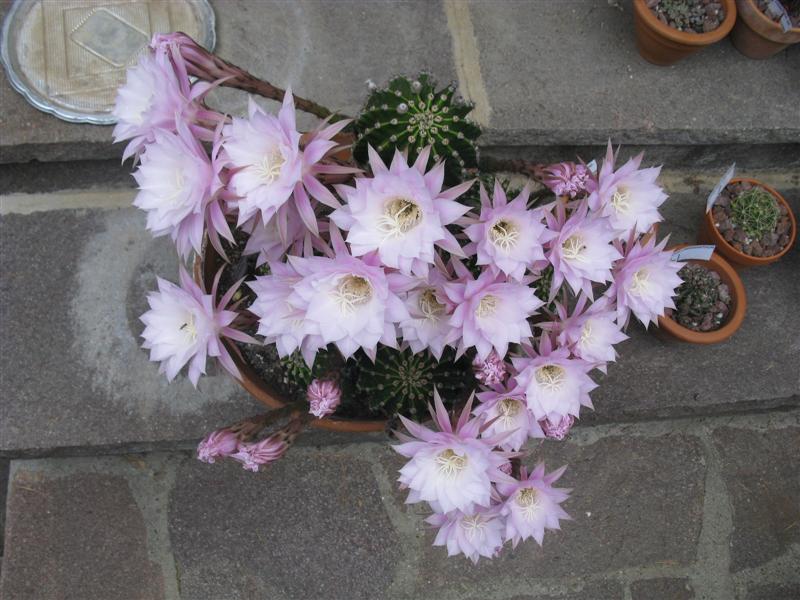 Echinopsis eyriesii x multiplex 