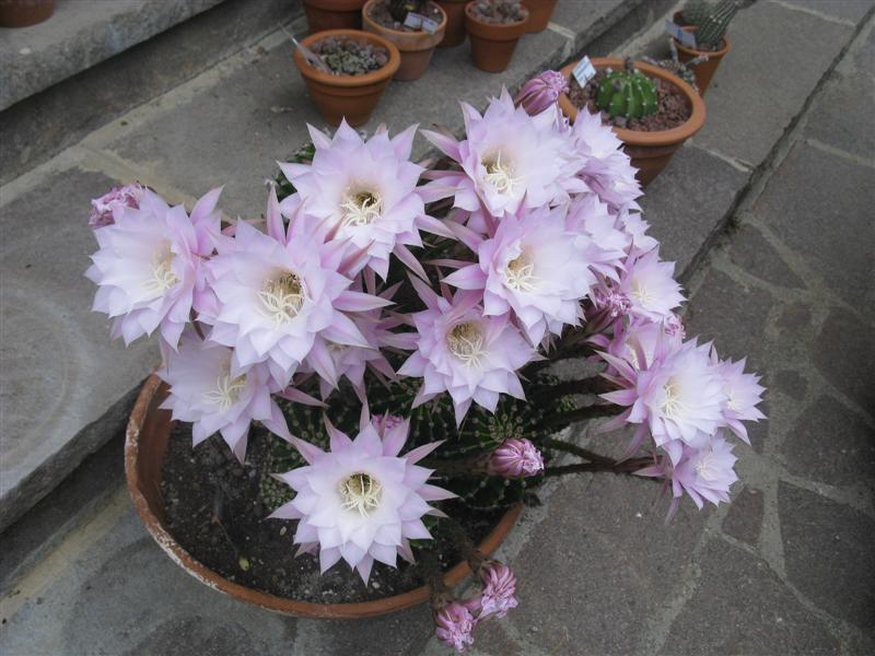 Echinopsis eyriesii x multiplex 