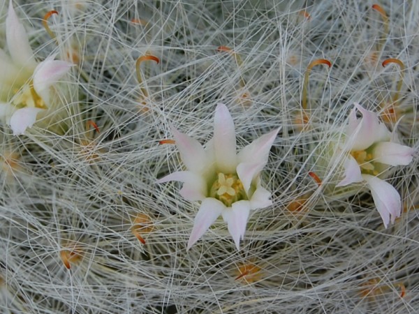 Mammillaria glassii v. siberiensis 