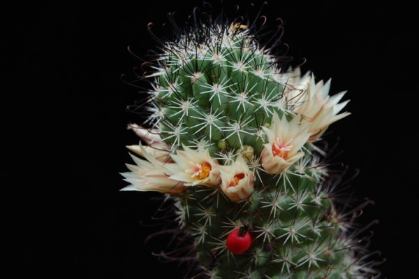 Mammillaria armillata 