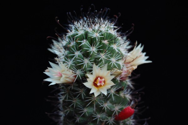 Mammillaria armillata 