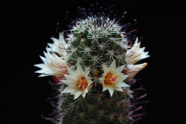 Mammillaria armillata 