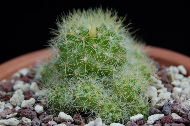 Cactofili - Forum di cactus e succulente :: Leggi argomento - scelta  vaso/coltivazione