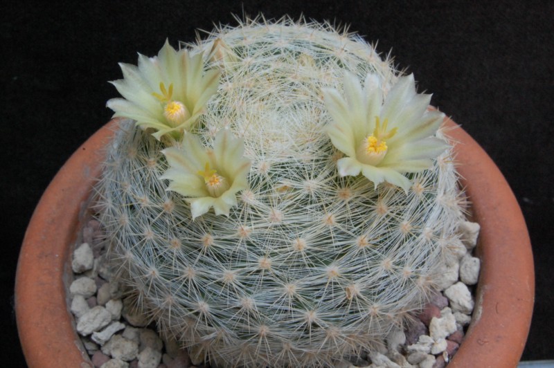 Mammillaria candida v. estanzuelensis Z 108a