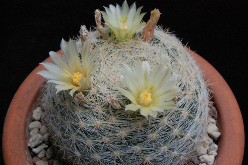 Mammillaria candida v. estanzuelensis Z 108a