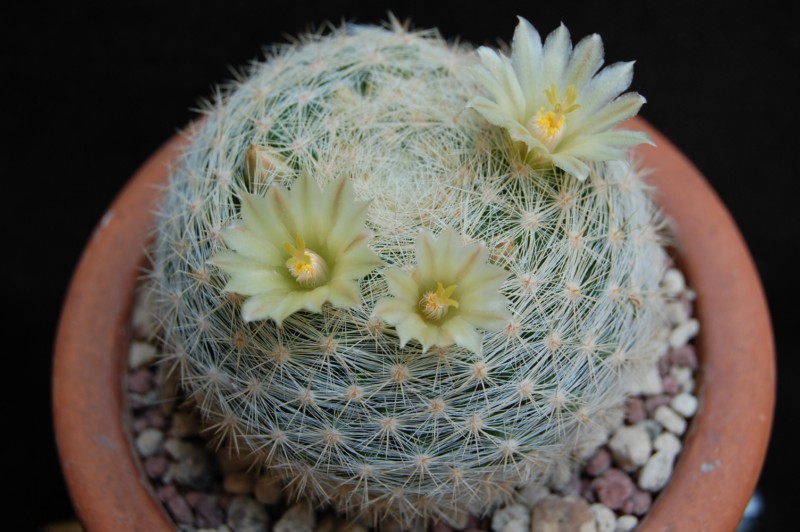 Mammillaria candida v. estanzuelensis Z 108a