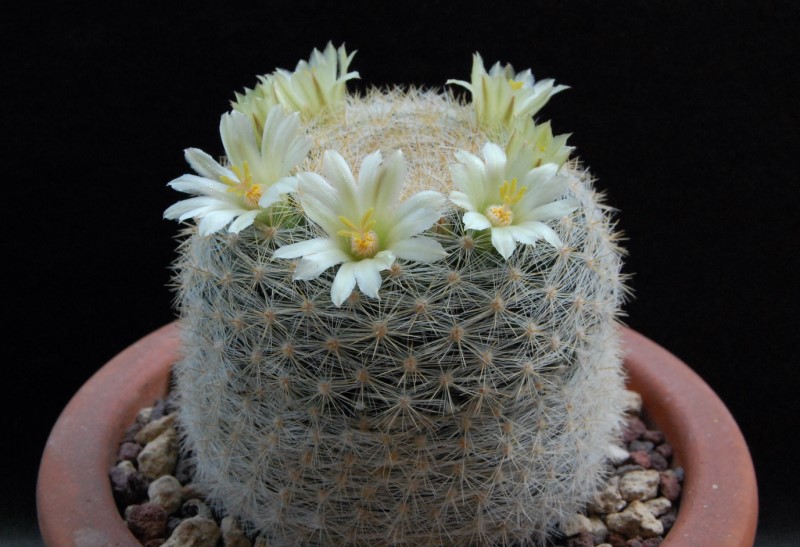 Mammillaria candida v. estanzuelensis Z 108a