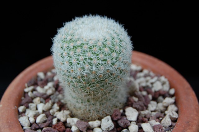 Mammillaria aff. crucigera WM 4570